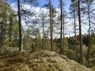 Хекселя - 59