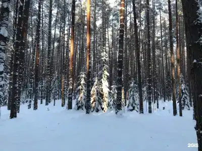 Сосны и река Волга - 28