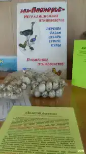 Здравствуйте - 55