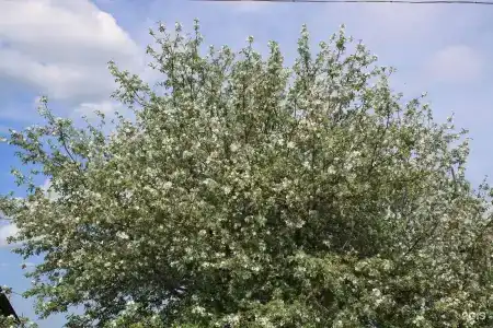 Крылатый - 80