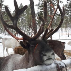 Арктик Хоум - 79