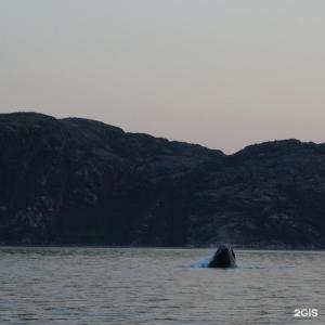 Арктик Хоум - 81