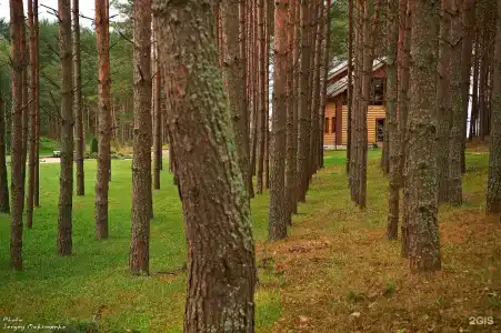 Борвиха - 42