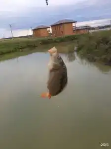 Осетрово - 52