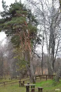 Серебряный век - 111