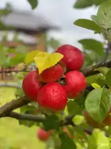 Большой камень - 30