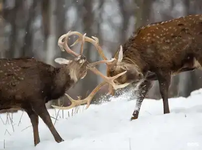Природный парк Олений - 66
