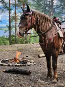 Лосево Парк - 71