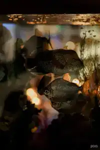 Усадьба Бушарино - 40