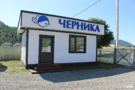 Черника - 38