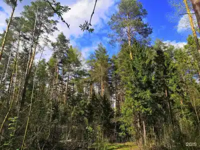 Розендорф - 41