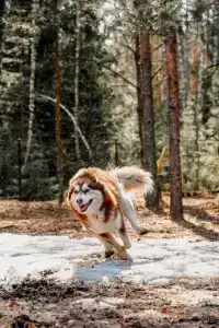 Глэмпинг Эко-отель Forest - 6