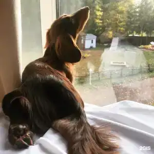 Vyritsa Village - 59