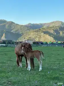 Dragon Village - 5