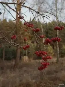 Зеленая Тропа - 49