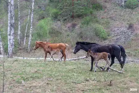 Амаду - 100