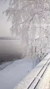 Белый берег - 4