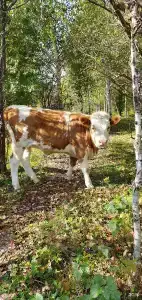 Алтай для Отдыха - 121