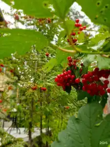 Манжерок - 53