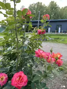Хутор Барышево - 66