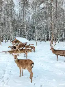 Восемь обезьян - 20