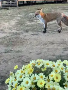 Мелодия Ольхона - 49