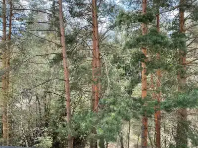 Десна - 142