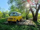 Woody Yellow
