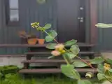 Дом Ментол