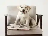 Dog Friendly Улучшенный