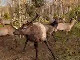 Одноместный номер Standard