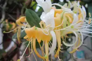 Гостевой дом «Камелия у моря», Судак