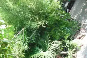 Гостевой дом «Антариус», Алушта