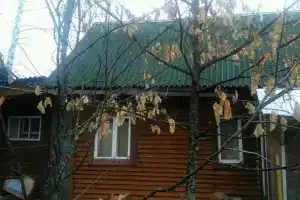 Дом с баней, Вырица