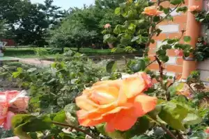 Апартаменты на Вишневом