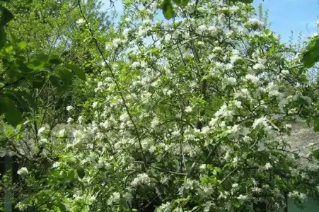 Голубая Лагуна - 3