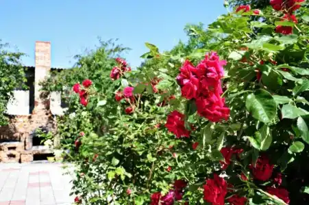 Южная Жемчужина - 42