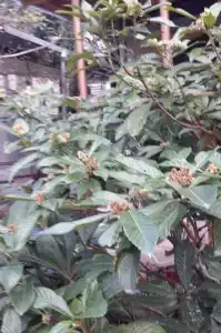 Лесной Дом - 1