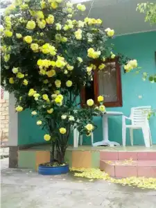 У Нели - 6