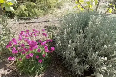 Зеленый Дом - 1