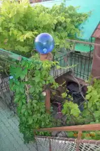 Эмели - 6