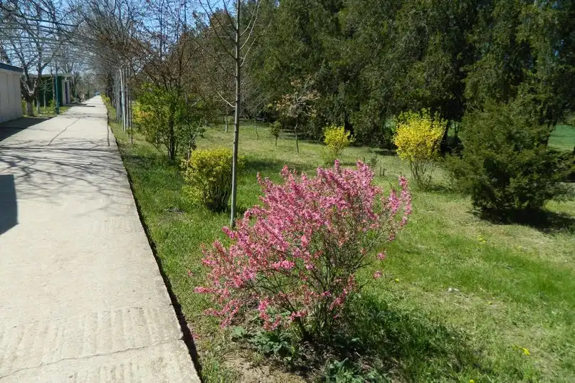 Сказочный - 21