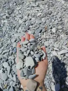 Дельфин - 0