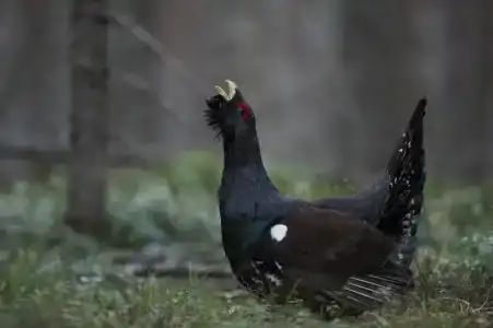 Карельский уют - 31