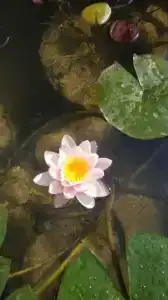 Солнечный - 10