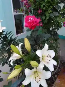 В Долине Роз - 11