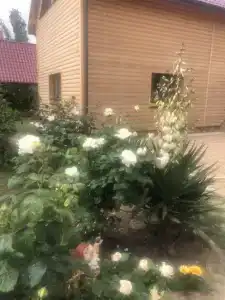 Белые росы - 17