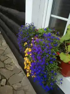 Гостевой дворик Веры Федоровны - 49