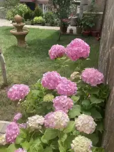 Фиеста - 13