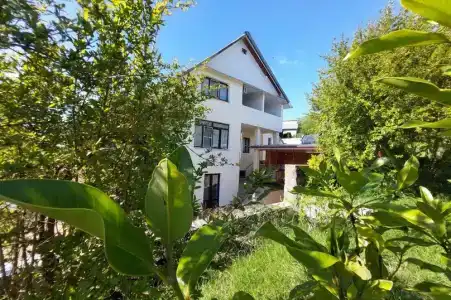 Горная лаванда - 55